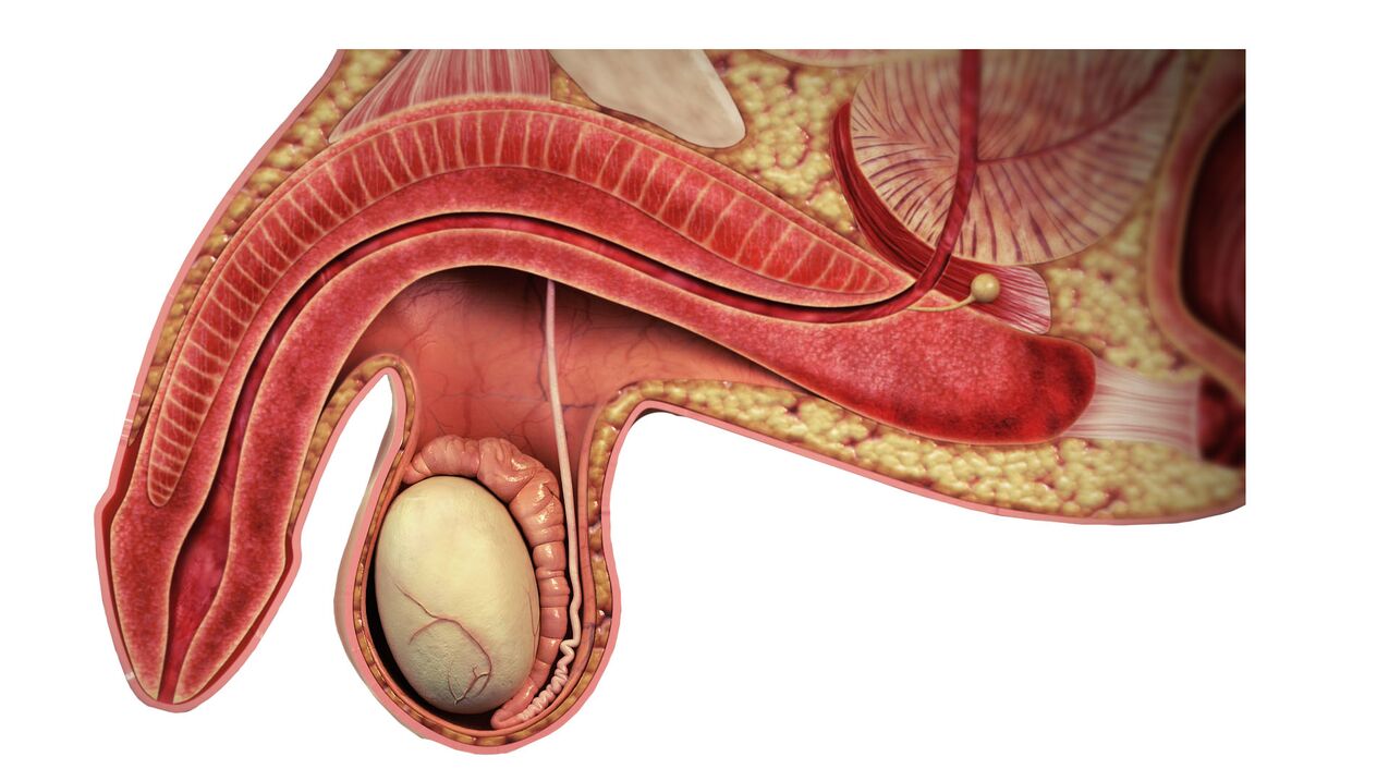 Dysfonction érectile, causes