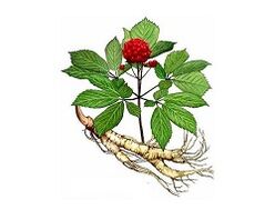Root de ginseng pour augmenter la puissance